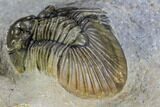 Spiny Scabriscutellum Lahceni Trilobite - Foum Zguid, Morocco #108798-4